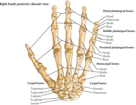 The collection of bones in the human body is called the skeletal system. 1: Bone structure of the human hand 6 | Download ...