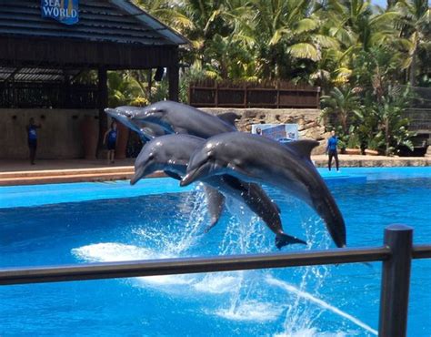 Dolphin Show Picture Of Ushaka Marine World Durban Tripadvisor
