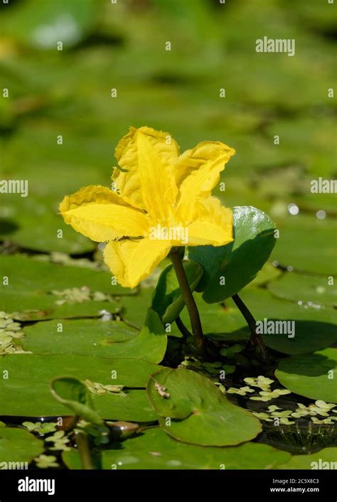 Fringed Water Lily Nymphoides Peltata Common Garden Pond Plant