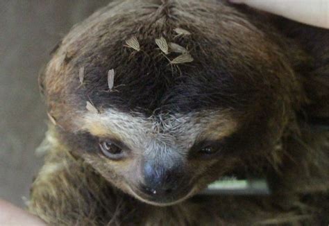 About Sloth Parasites The Sloth Conservation Foundation
