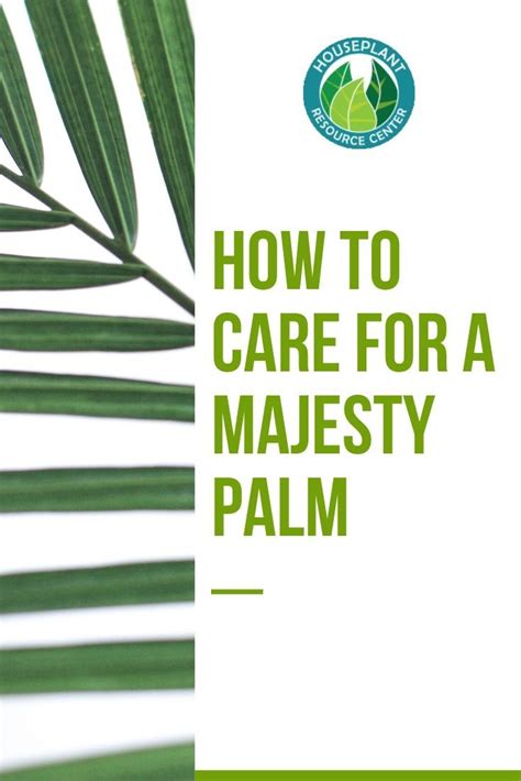 How To Care For A Majesty Palm Majesty Palm House Plant Care Palm