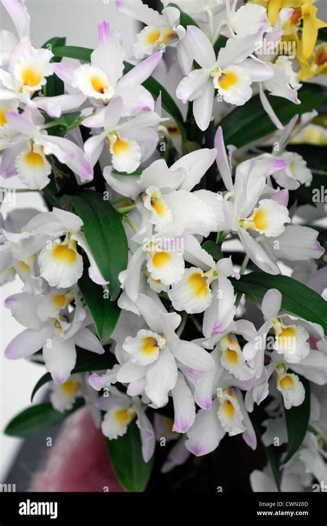Dendrobium Nobile White Orchid Hybrid Tropical Exotic Close Up Flora