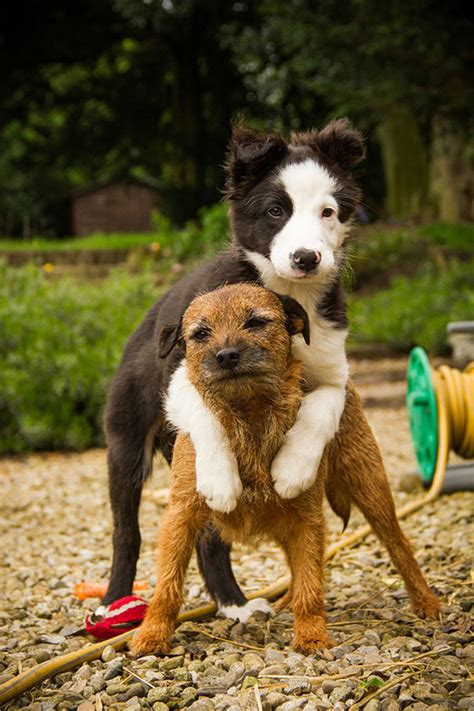 29 Dog Pictures That Shows A Best Friend Is Priceless