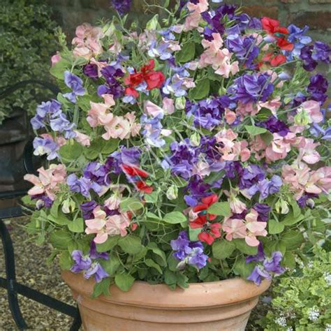 Dwarf Sweet Peas In Container With Images Sweet Pea Flowers