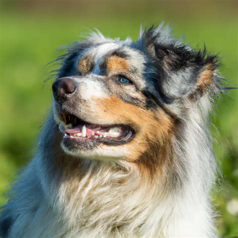 Can Australian Shepherds Be Trained To Be Competitive In Herding