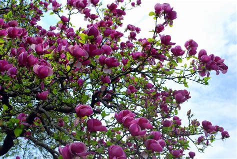 Mille Fiori Favoriti Magnolia Trees In The Brooklyn Botanic Garden