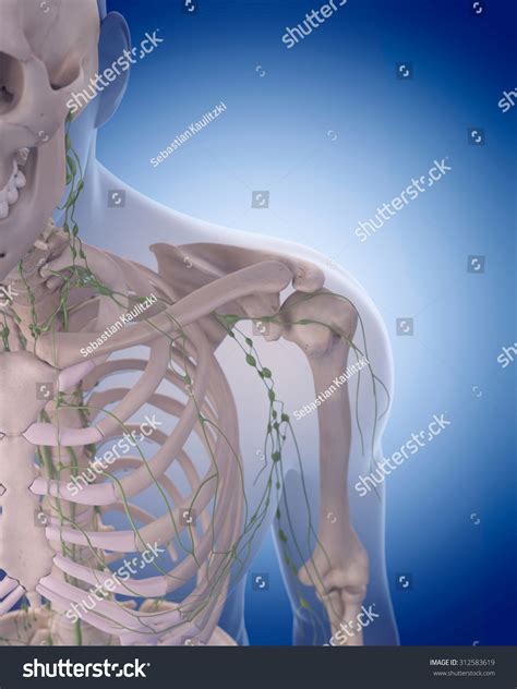 Medically Accurate Illustration Lymphatic System Stock Illustration 312583619 Shutterstock