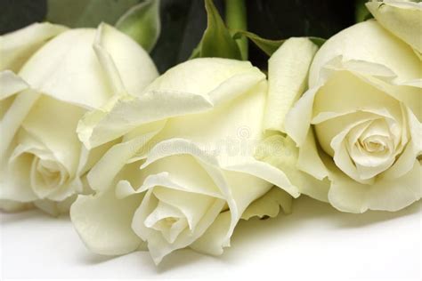 White Roses Stock Photo Image Of White Flower Rose 10684142