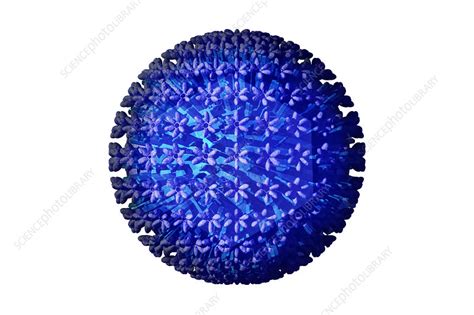 Cytomegalovirus Cmv Illustration Stock Image C0279949 Science