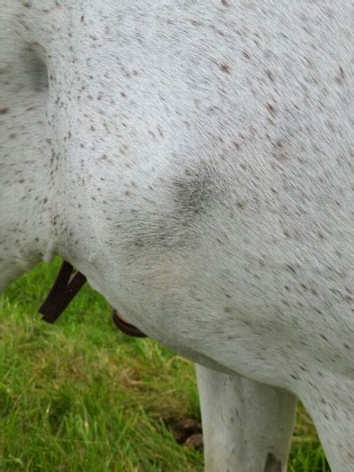Pro Equine Grooms Treating Sores And Rub Marks On Your Horse