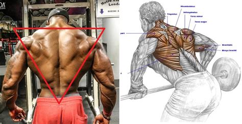 8 Best Exercises For Muscle Training Upper Back Workout