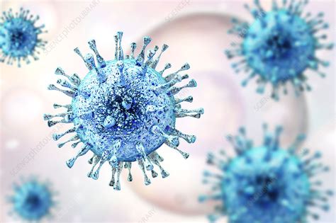 Human Cytomegalovirus Illustration Stock Image F0172418 Science