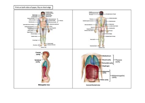 Lsb142 Flashcards Summary Human Anatomy And Physiology Print On
