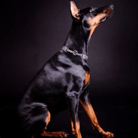 Doberman Colors Common And Rare Colors And Patterns