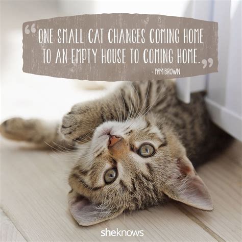 50 Cat Quotes That Perfectly Explain Your Love For Kitties I Cat