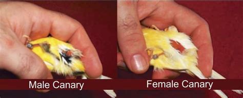 Gloster Fancy Canary Breeding Guide And Inheritance International Gloster Breeders Association