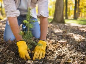 How To Know When To Plant New Trees