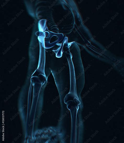 Ilium Bone Hip Bone Or Pelvis Human Anatomy Bone Skeletal Strucure