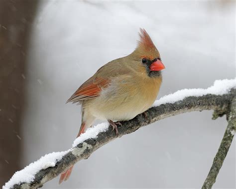 Winter Female Cardinal Photograph By Diane Giurco Fine Art America