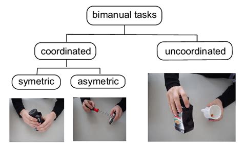 Classification Of Bimanual Tasks Download Scientific Diagram