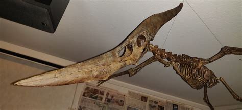 3d Printed Pteranodon Flying Reptile Pterosaur Skeleton Model Dinosaur