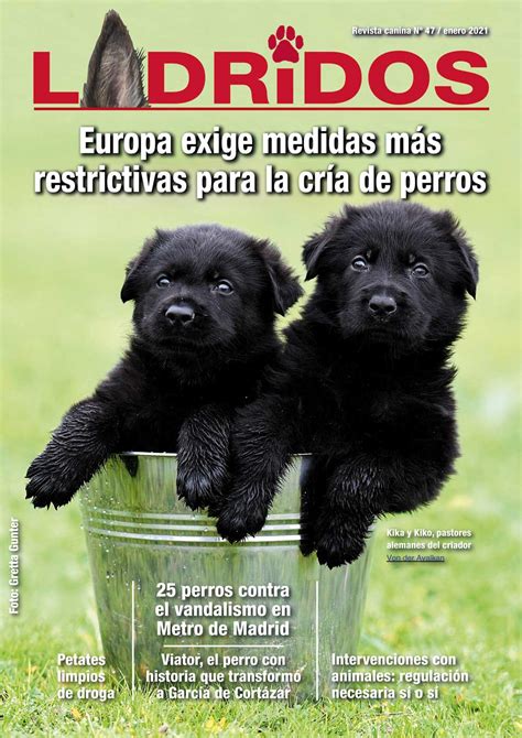 Becerrillo Y Leoncico Perros Conquistadores De Las Américas Revista