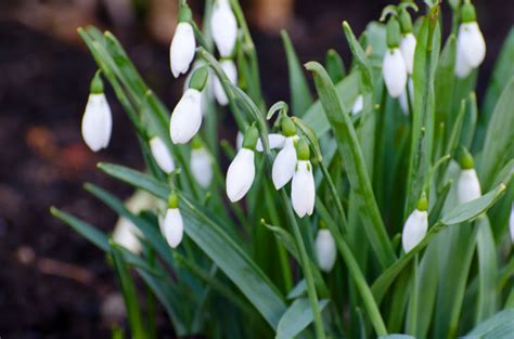 Dublin same day delivery available until 2.00pm. First Flower In Spring Free Stock Photo - Public Domain ...