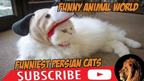 4 You Funniest Persian Cat Videos Funny Animal Persian Cat