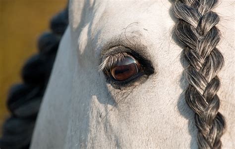 Horse Eye Look Close Free Photo On Pixabay Pixabay