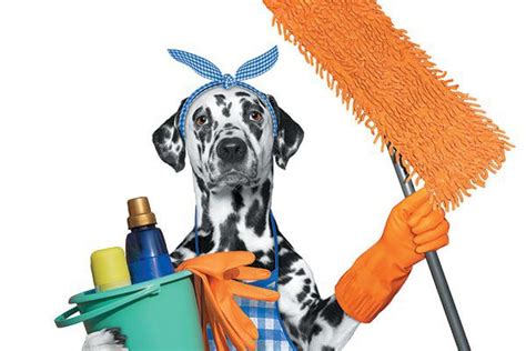 Furry Friendly Cleaning Solutions Bark Avenue Daycamp