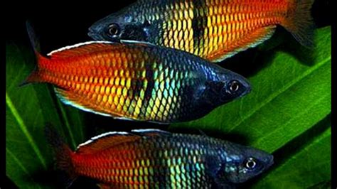 Top 10 Most Colorful Freshwater Fish 1080q Freshwater Fish Beautiful