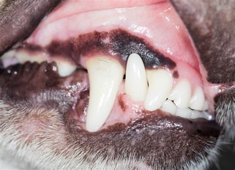 Dog Gum Disease Gum Disease Treatments For Dogs Petmd