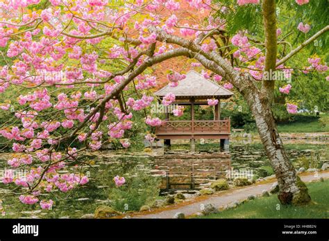 Cherry Blossom Garden Rikugien Cherry Blossom Light Up 2022