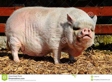 If you are purchasing anything other than the regular pot bellied pig, be sure the pigs are not just malnourished or underfed to achieve a desired weight and size. Maiale Pot-Bellied fotografia stock. Immagine di grasso ...