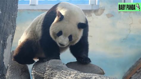 Baby Panda Cute Pandas Funny Pandas Best Compilation59 Youtube