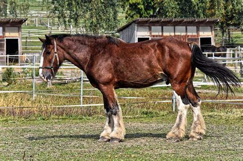 10 Biggest Horses And Horse Breeds In The World 2022 Levo League