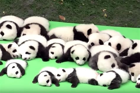 23 Baby Pandas Live In This Adorable Baby Panda Nursery