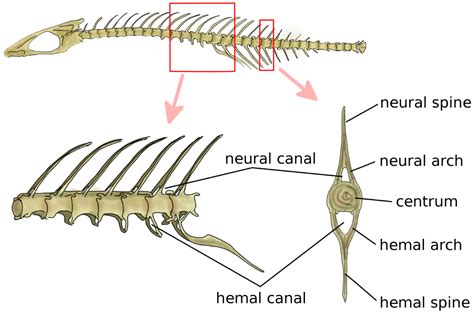 Animal Spine Bones