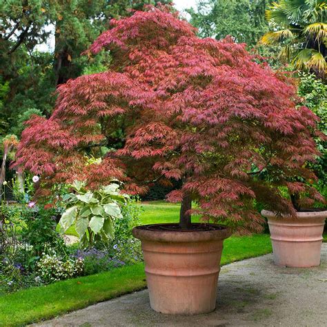 Weeping Japanese Maple Trees For Sale