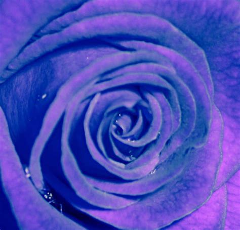 Tinted Rose Lovely Kind Purple Friendship Hd Wallpaper Peakpx