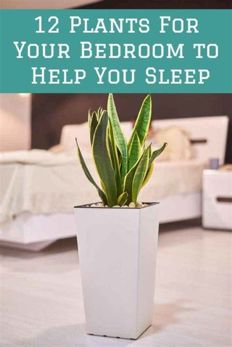 12 Bedroom Plants To Purify The Air And Improve Your Sleep