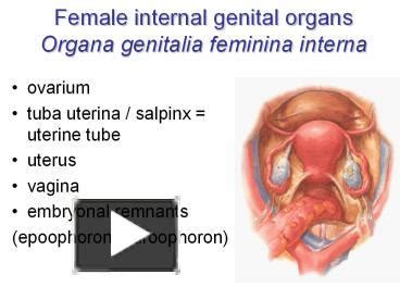 A given organ's tissues can be broadly categorized as parenchyma, the tissue peculiar to (or at least archetypal of) the organ and that does the organ's specialized job, and stroma. PPT - Female internal genital organs Organa genitalia feminina interna PowerPoint presentation ...