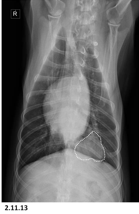 Primary lung cancer in dogs is relatively rare in dogs (under 1% of all cancer in dogs), but pulmonary adenocarcinoma is the most common type of canine lung i took him to the vet and they diagnosed him with asphyxiation pneumonia. It's a cough…It's pneumonia…It's metastatic osteosarcoma
