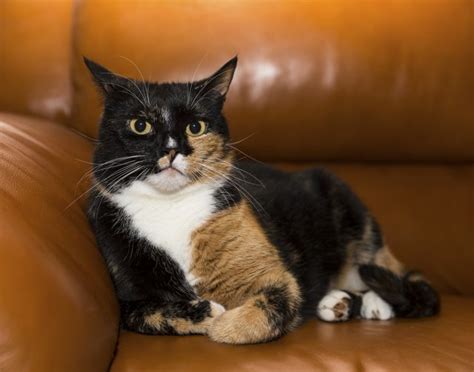 The Difference Between Calico And Tortoise Cats