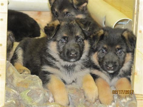 German shepherd dogs adopted on rescue me! German Shepherd Puppies For Sale | Osceola, IA #181350