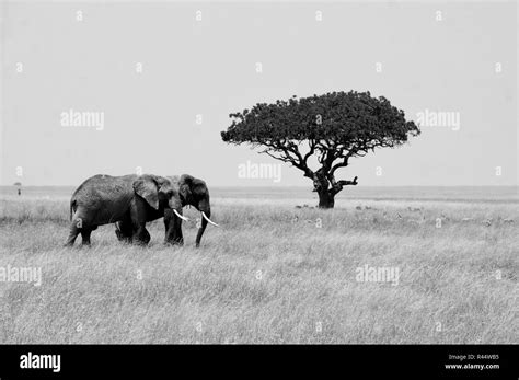 Elephants And Acacia Tree Hi Res Stock Photography And Images Alamy