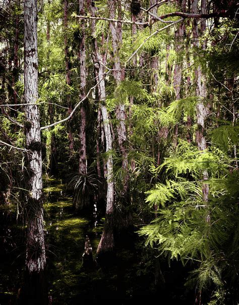 Everglades Stream Photograph By Rudy Umans Fine Art America
