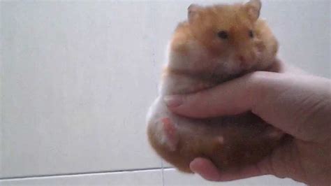 Cute Lovely Syrian Teddy Bear Hamster Youtube