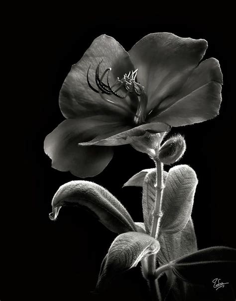 Flower Photograph Princess Flower In Black And White By Endre Balogh