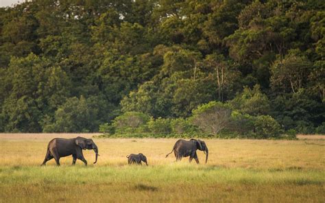 Promise For Elephants The Nature Conservancy